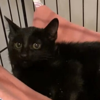 黒猫♡いとちゃん♀3か月くらい