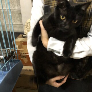 お茶目なおはぎ君　半年くらい去勢済み