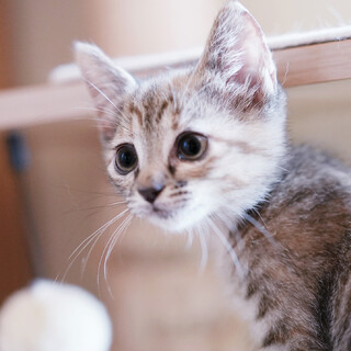 めっちゃ甘えん坊♪体の上で寝ます！