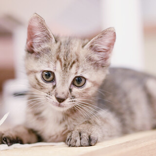 甘えん坊♪ずっとついて来ます＾＾