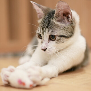 甘えん坊サバシロちゃん♪