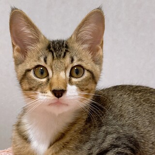 キジ白ソックスの男の子