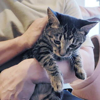 おひざ大好き♪猫大好き♪