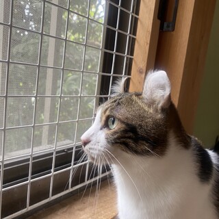 アメリカンカール耳が特徴い爽やかイケメン猫