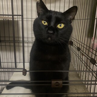 ひじき・とってもお喋りの甘えん坊さん