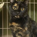 みーこ・幸福兄弟のママさん猫