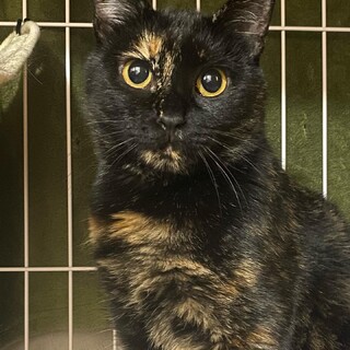 みーこ・幸福兄弟のママさん猫