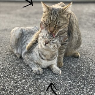 【里親急募！】キジトラのオス　サバトラのメス
