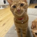 幸くん・保護猫シェルターおうちにおいで。にいます