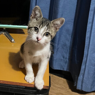 2ヶ月の大人しい男の子の子猫ちゃんです。