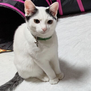 膝に乗って甘えるナミ平くん！