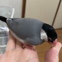 桜文鳥雄８ヶ月