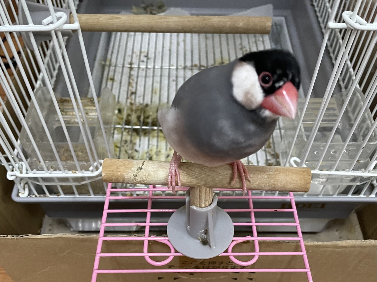 桜文鳥雄８ヶ月 兵庫県 鳥の里親募集 ペットのおうち 月間利用者150万人