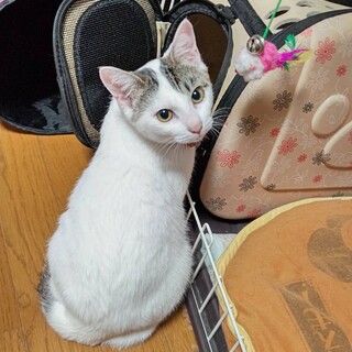 目がクリクリ！デスパイネちゃん★