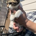 迷い猫アメショ柄♀2ヶ月美人さん