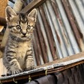 キジトラ♂1ヶ月の子猫