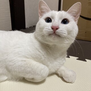 多頭飼育からのレスキュー猫