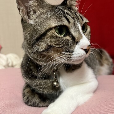 の写真