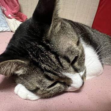 の写真