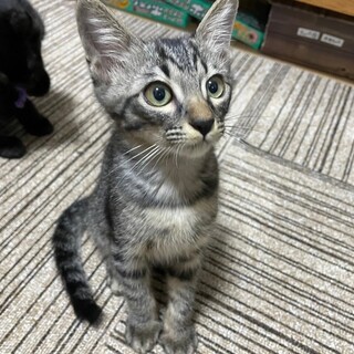 ▪️甘えた男子　ごろう　募集一時ストップします