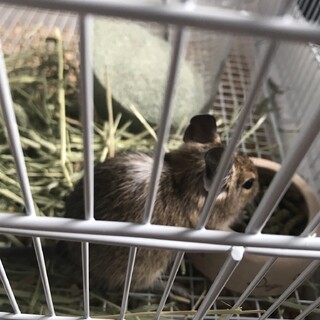 デグー(ノーマル)オス