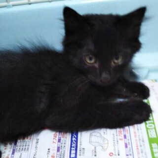 ■ふんわり女子　ベニ子　募集一時ストップします