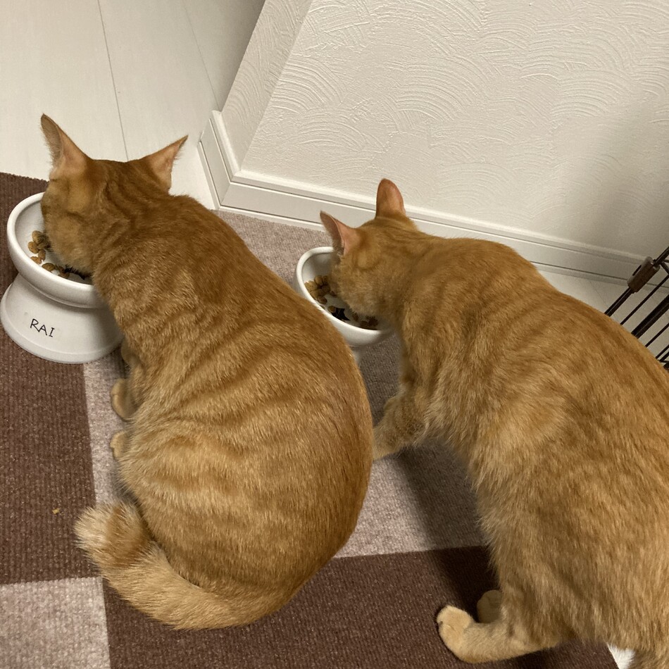不動ライのカバー写真