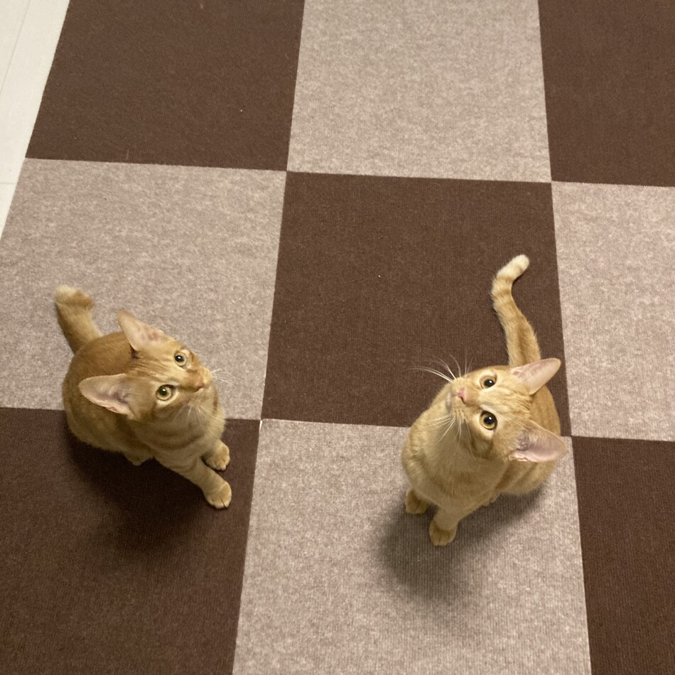 不動むぎのカバー写真