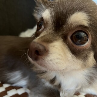 ロングコートチワワ(チョコタン)