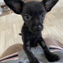 交渉中　人懐っこいチワプーの仔犬チップ君