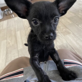 交渉中　人懐っこいチワプーの仔犬チップ君