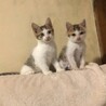 つうぶ