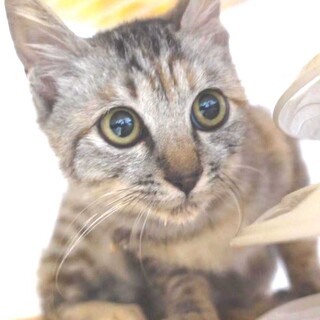 2022年11月11日入所、麦わらキジの女の子