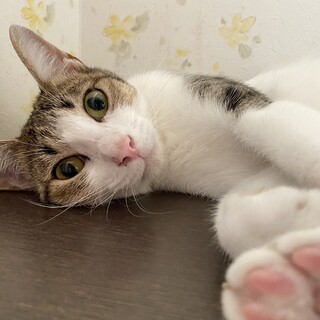 抱っこ大好き！ライリー