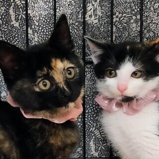 仲良し姉妹、みつばとよつばの里親様大募集中です。