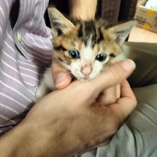 つぶらな瞳しろきじ坊や１か月半抱っこ大好きゴロゴロ