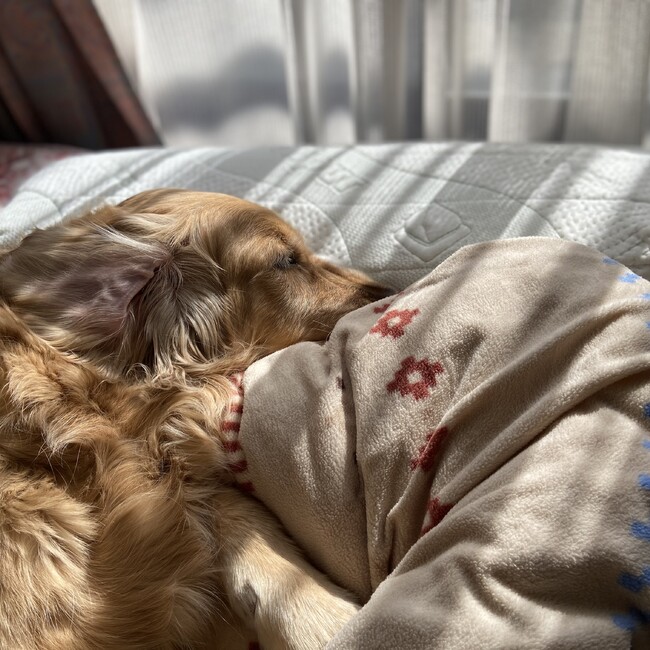 かものはし。のカバー写真