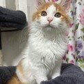生後3か月子猫シンバ