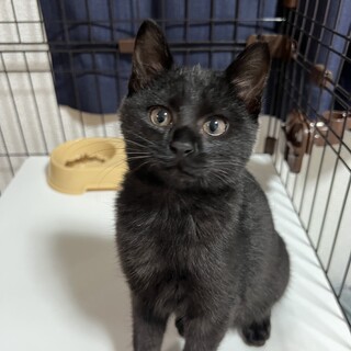 人懐っこい。甘えん坊の黒子猫 メス