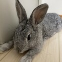 ミニうさぎのメスです