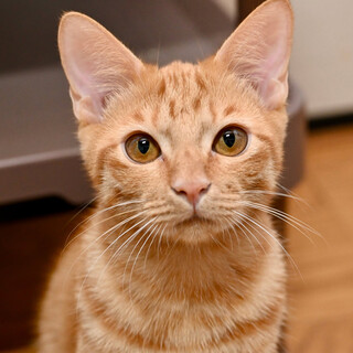 茶トラのアオキくん