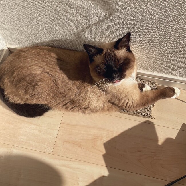 猫まる子のカバー写真