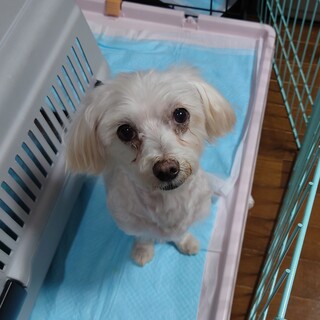 元気！かまってほしいマルチmixくん