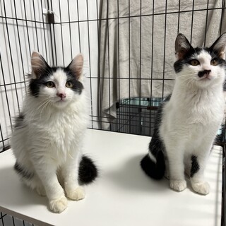 生後6ヶ月ハチワレ白黒兄妹(妹長毛)