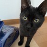 豊橋　子猫里親募集！ サムネイル2