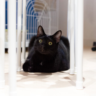 黒猫｢デール｣ 3s83