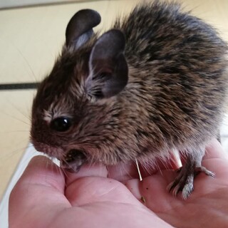 デグー 9月18日生まれ ブルーとアグーチ1匹ずつ