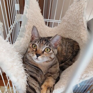 猫も好き！人も好き！