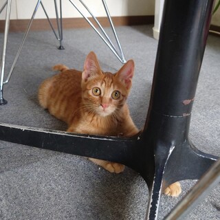 推定生後4カ月の茶トラ男の子。甘えん坊です。