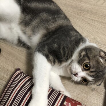 座布団で遊ぶルナ